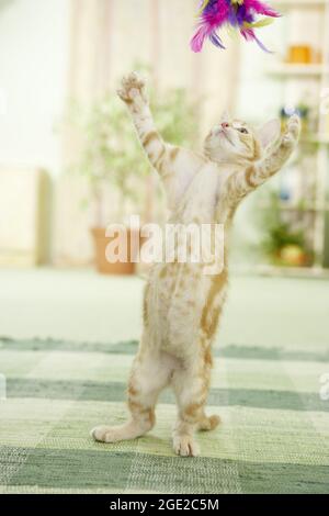 Domestic cat. Kitten playing with a feather teaser. Germany Stock Photo