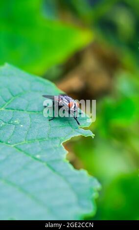 The fly with a water bubble on a green leaf, macro photography. Single fly on a green leaf blowing a bubble. Stock Photo