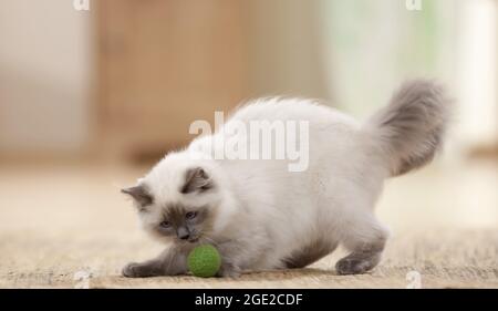 Ragdoll. Juvenile cat playing with a ball. Germany Stock Photo