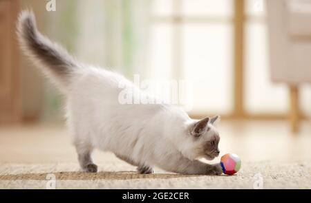 Ragdoll. Juvenile cat playing with a ball. Germany Stock Photo