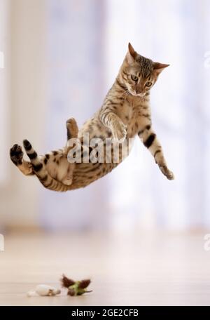 Bengal cat. A playing kitten in landing approach. Germany Stock Photo
