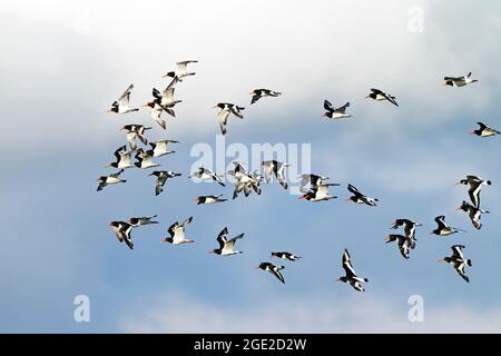 Oystercatcher (Haematopus ostralegus). Flock in flight, Germany Stock Photo