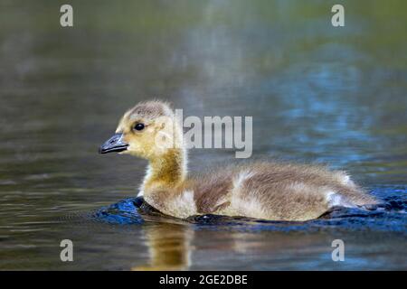 Canada Goose (Branta canadensis). Chick on water. Sweden Stock Photo