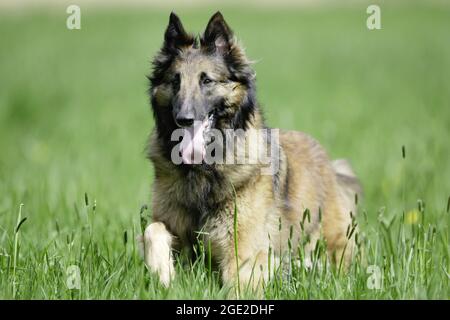 Belgian Shepherd Dog, Tervuren. Adult running on a meadow. France Stock Photo