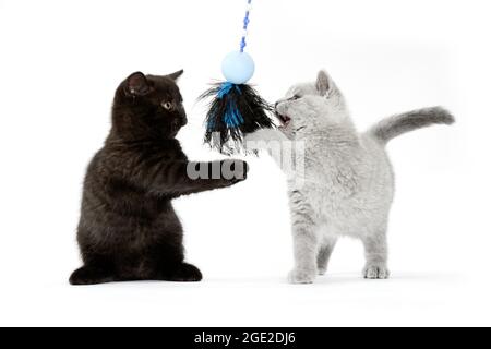 British Shorthair. Black and gray kitten playing with a feather toy. Studio picture against a white background Stock Photo