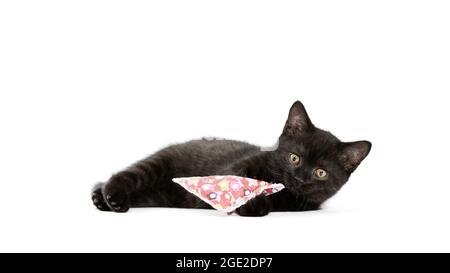 British Shorthair. Black kitten lying, with toy. Studio picture against a white background Stock Photo