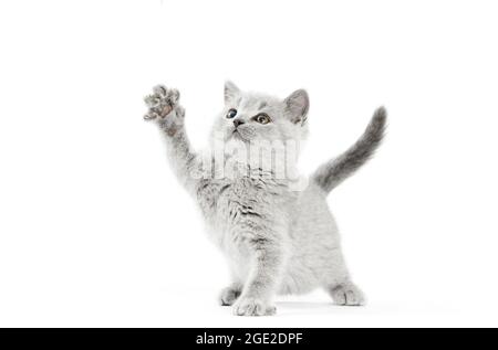 British Shorthair. Gray kitten standing, with one front leg raised. Studio picture against a white background Stock Photo