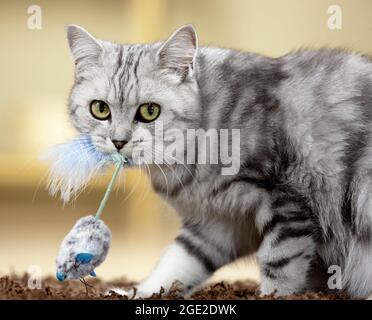 British Shorthair. Tabby adult playing with mouse toy. Germany Stock Photo
