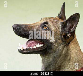 Belgian Shepherd, Malinois. Portrait of adult. Germany Stock Photo