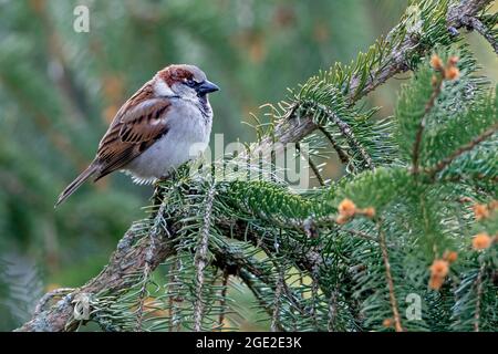 House Sparrow (Passer domesticus). Adult male, perched on a spruce twig. Germany Stock Photo