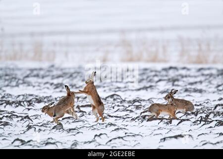 European Brown Hare (Lepus europaeus). Two couples during the mating season on a snow-covered field. Germany Stock Photo