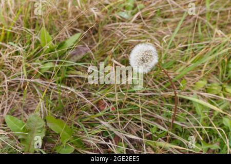 Lonely dandelion on green lawn. Dandelion in grass Stock Photo