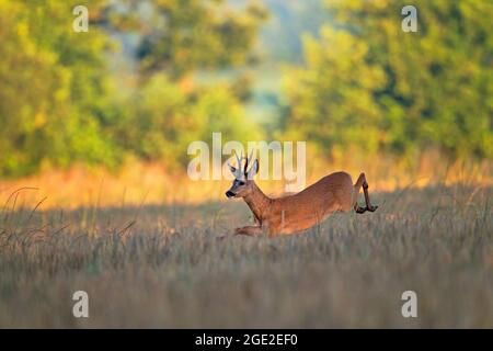 Roe Deer (Capreolus capreolus). A roebuck follows a doe in a barley field with wide leaps. Germany Stock Photo