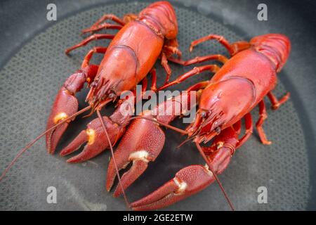 American Signal crayfish, Pacifastacus leniusculus, an Invasive Species caught in an English river, in a pan, cooked. Stock Photo