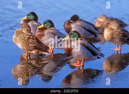 Mallard (Anas platyrhynchos). Group standing on frozen lake. Germany Stock Photo