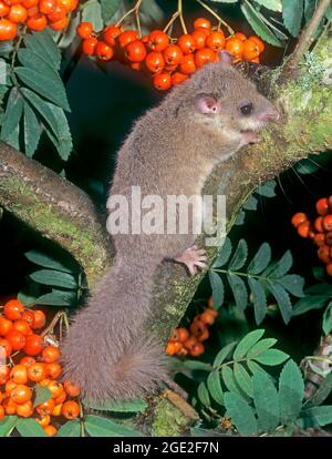 Edible Dormouse (Glis glis) climbing on a Rowan with ripe fruit. Germany Stock Photo