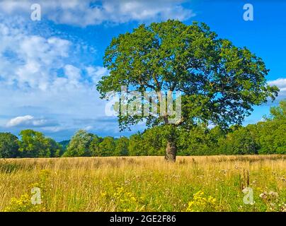 OAK Quercus robur on Battlemead Common, Maidenhead, Berkshire. Stock Photo