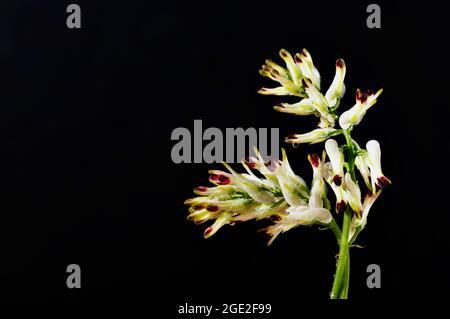 White flower of common fumitory -fumaria officinalis - against dark background , spontaneous flower during springtime Stock Photo