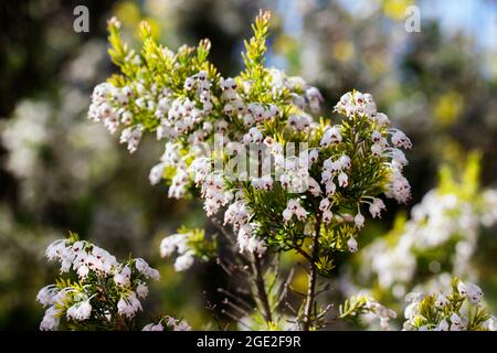 Small bell shaped white flowers of tree heath , Stock Photo