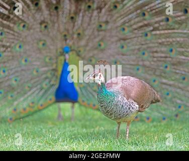 Indian Peafowl or Blue Peafowl (Pavo cristatus). Male displaying to attract peahen in foreground. Stock Photo