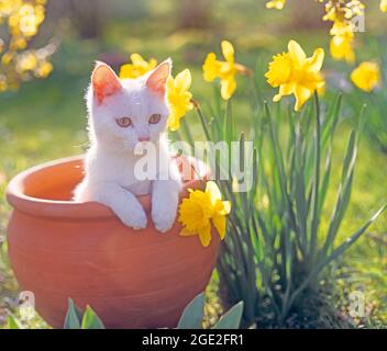 Domestic cat. White kitten in flower pot next to flowering Daffodils. Germany Stock Photo