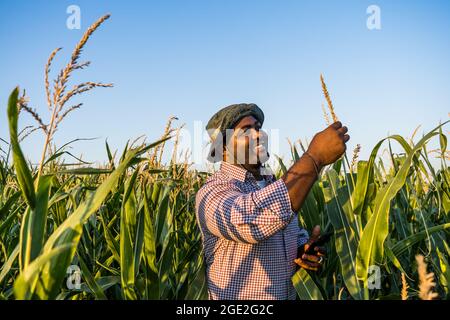 Farmer is standing in his growing corn field. He is satisfied because of good progress of plants. Stock Photo