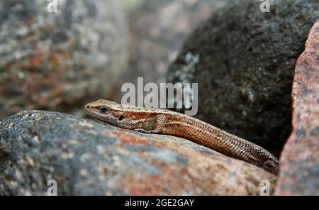 Common lizard warming on a gray stone Stock Photo