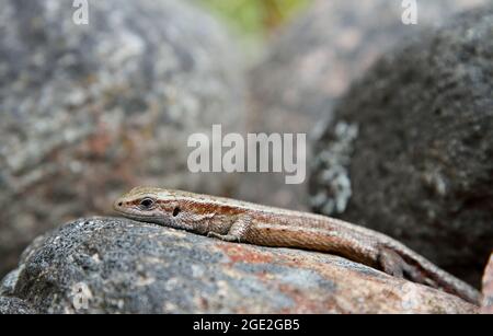 Common lizard warming on a gray stone Stock Photo