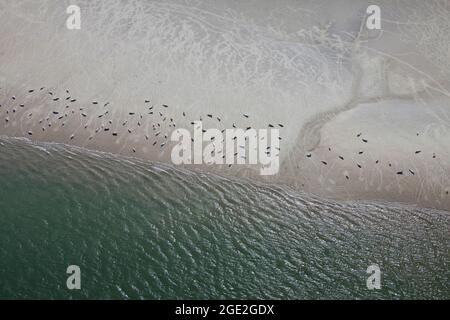 Common Seals (Phoca vitulina) rest on a sandbar, Wadden Sea National Park, Schleswig-Holstein, Germany Stock Photo