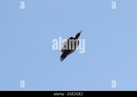Black Woodpecker (Dryocopus martius) in flight. Germany Stock Photo