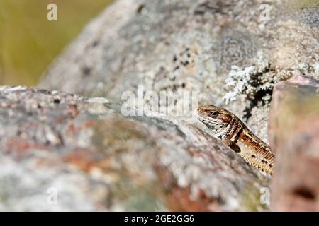 Common lizard warming on a gray stone Stock Photo