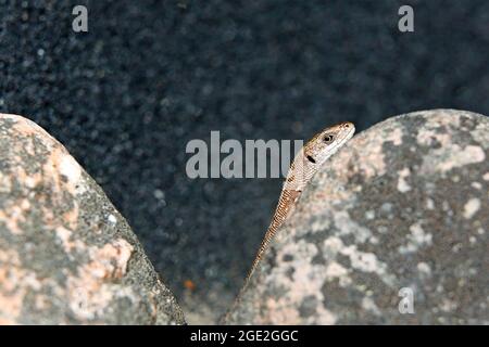 Common lizard warming on a gray stone Stock Photo