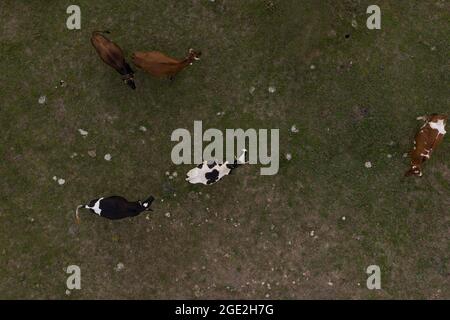 An aerial view of cows and goats grazing in the garden Stock Photo - Alamy