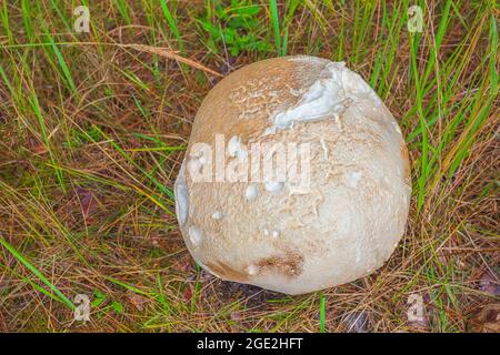 Giant puffball Calvatia gigantea fungus growing in grassland, huge mushroom growing in the forest Stock Photo