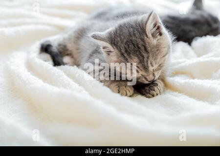 Kitten licks paw while lying on comfortable soft bed. Cat rest napping on white soft blanket. Stock Photo