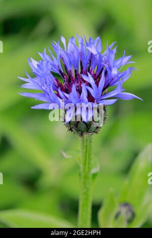 Cornflower (Centaurea cyanus). Single flower. Switzerland Stock Photo