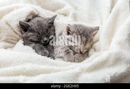 2 sleepy kittens with paws sleep comfortably in white blanket. Family couple cats resting together. Two gray and tabby beautiful domestic kitten in Stock Photo