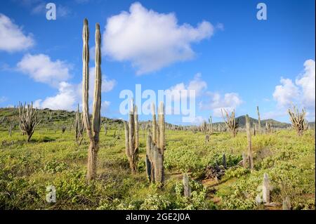 Large columnar cacti dominating the landscape of  Washington Slagbaai National Park, Bonaire, Dutch Caribbean. Stock Photo