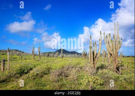 Large columnar cacti dominating the landscape of  Washington Slagbaai National Park, Bonaire, Dutch Caribbean. Stock Photo