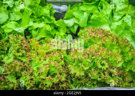 Salad leaves, Batavia lettuce, on display at Broadway market, a street market in Hackney, East London Stock Photo