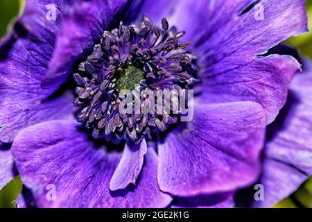 Heart of a  purple Anemone flower