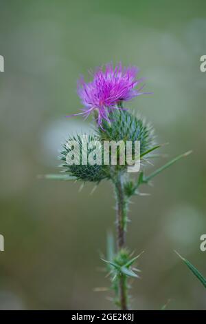 Spiky pink purple flowers of Common thistle (Cirsium vulgare) weed plant in wild meadow in Vaud, Switzerland Stock Photo