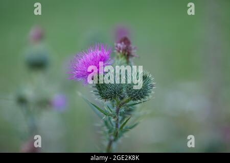 Spiky pink purple flowers of Common thistle (Cirsium vulgare) weed plant in wild meadow in Vaud, Switzerland Stock Photo