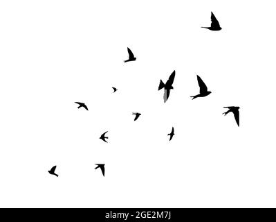 flying swallows. Flock of birds . Vector illustration Stock Vector