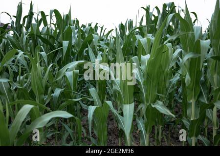 Young green corn growing on the field, background. Texture from young plants of corn, green background. Stock Photo
