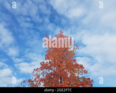 Maple tree in autumn colors Bonn Germany early November 2019 noon in beautiful weather with blue sky Stock Photo