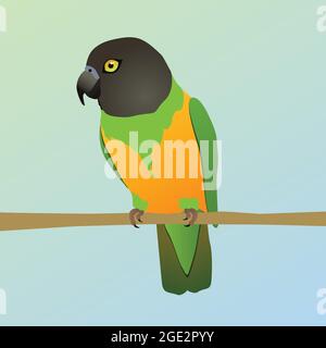 A vector illustration of a Senegal parrot. The bird is perched on a horizontal branch. Stock Vector
