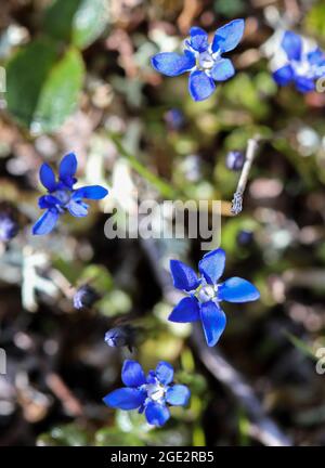 Alpine gentian Stock Photo