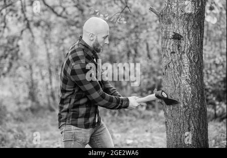 Man checkered shirt use axe. Brutal male in forest. Power and strength. Lumberjack carry ax. Bald woodsman. Harvest firewood. Hike vacation. Hike in Stock Photo