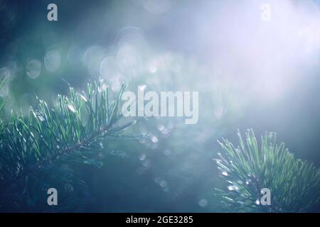 Abstract blurred background of pine branch in rays bright sun. Stock Photo